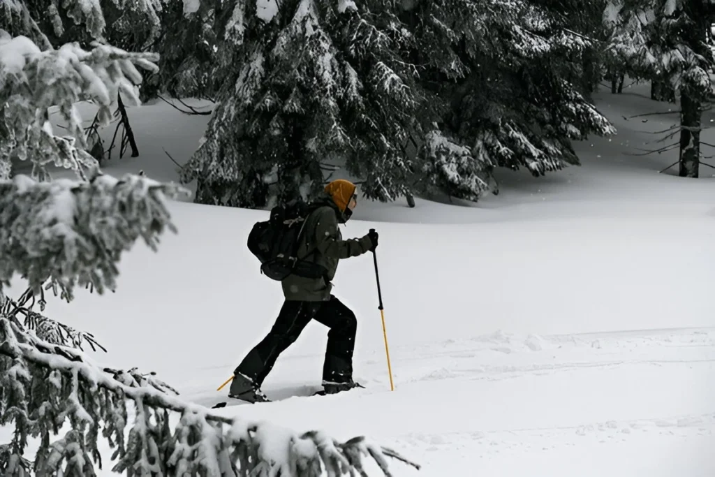 Side view of man with trekking poles walking on ski along snow-covered green coniferous forest